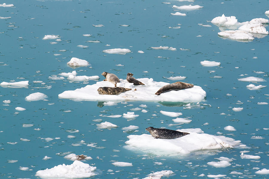 Five Habor Seals on Ice Flows Photograph by Allan Levin