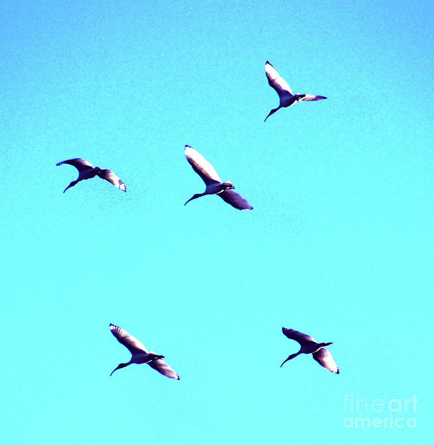 Five Ibis in Flight Photograph by Cassandra Buckley