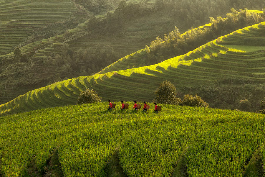 Five Ladies In Rice Fields Photograph by Max Witjes
