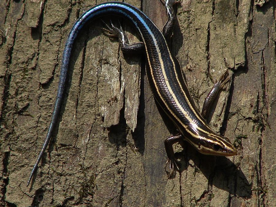 Five Lined Skink Photograph by Carl Moore