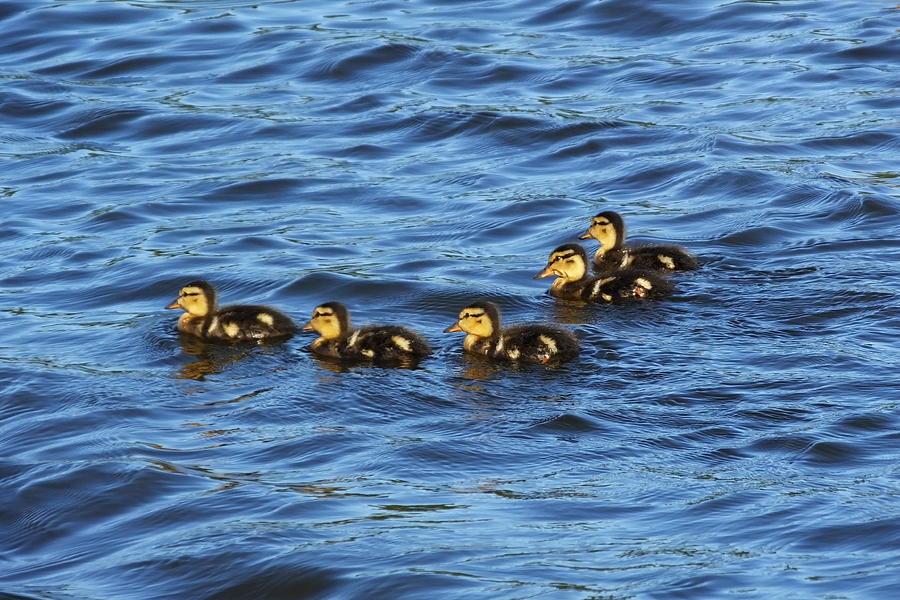 Duck Photograph - Five Little Ducklings by Francie Davis