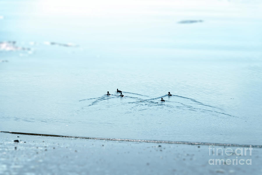 Five Little Ducks Photograph by Elizabeth Dow
