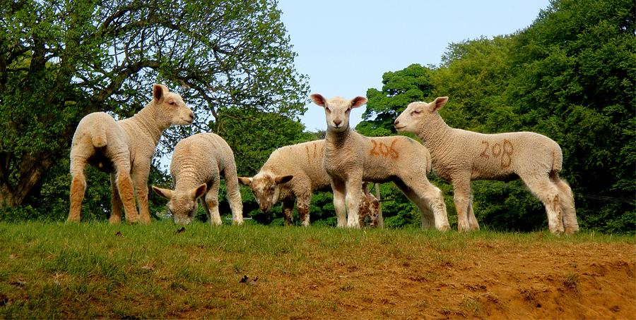 Five Little Lambs Photograph by Roberto Alamino