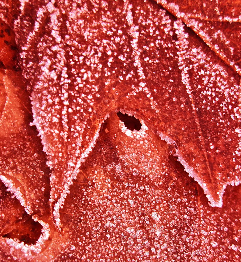 Fall Photograph - Five OClock Frost by Gwyn Newcombe