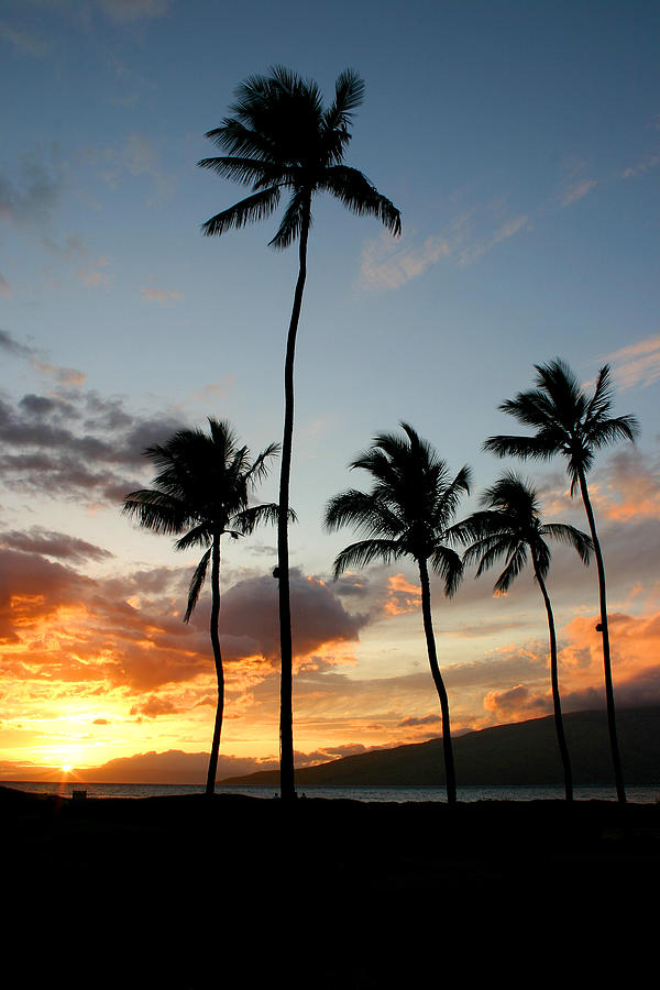 Five palms Maui Hawaii Photograph by Pierre Leclerc Photography