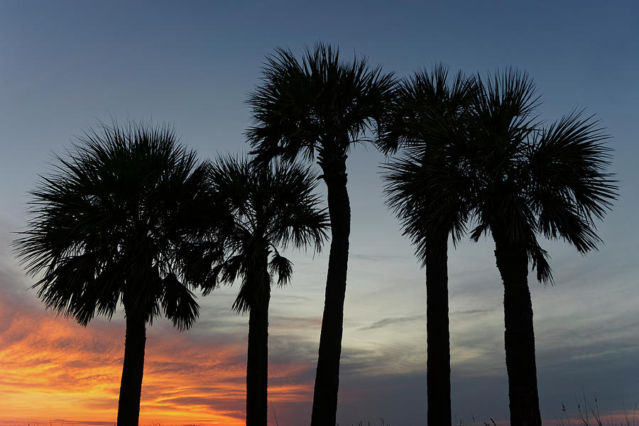 Five Palms, St. Petes Beach Photograph by Steve Gravano