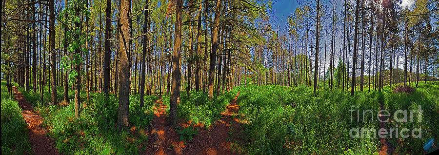 Paths, Pines 360 Photograph by Tom Jelen