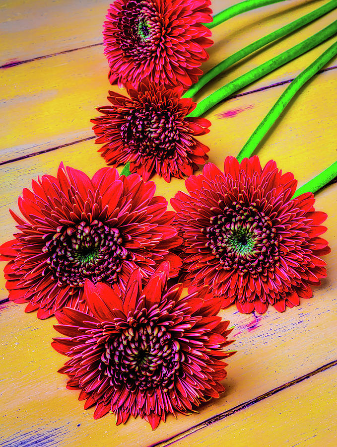 Still Life Photograph - Five Red Dasies by Garry Gay