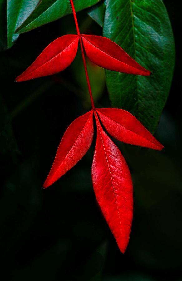 Five Red Leaves Photograph by HH Photography of Florida
