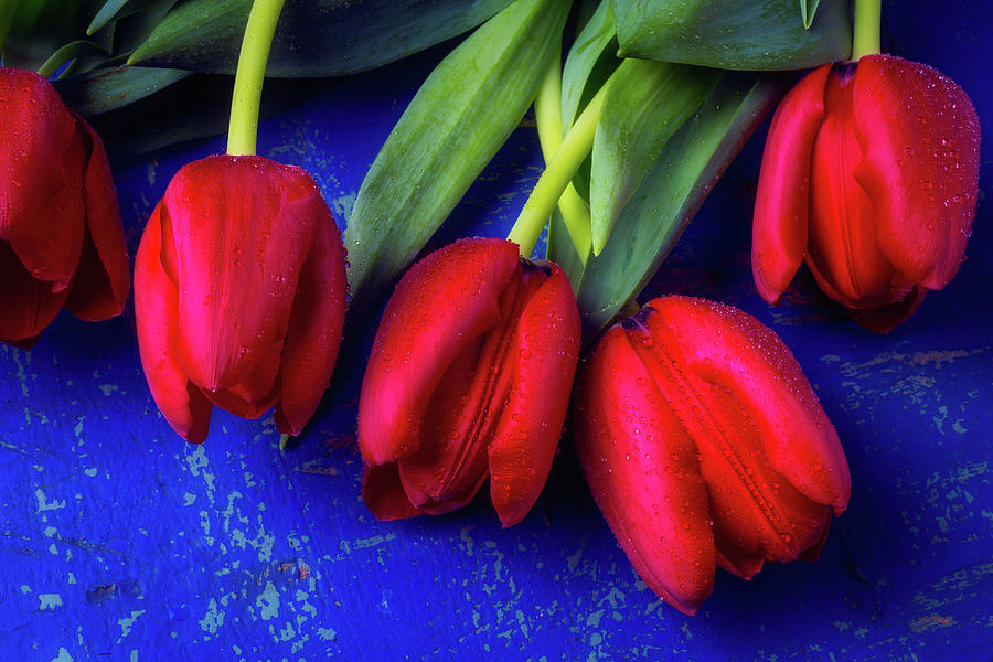 Five Red Tulips Photograph by Garry Gay