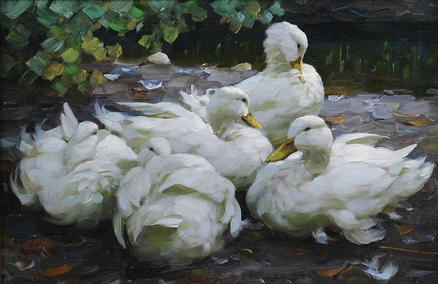 Five resting white ducks by Alexander Koester