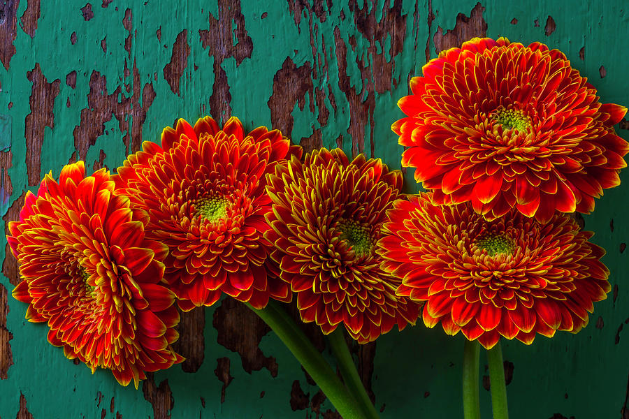 Five Rustic Mums Photograph by Garry Gay