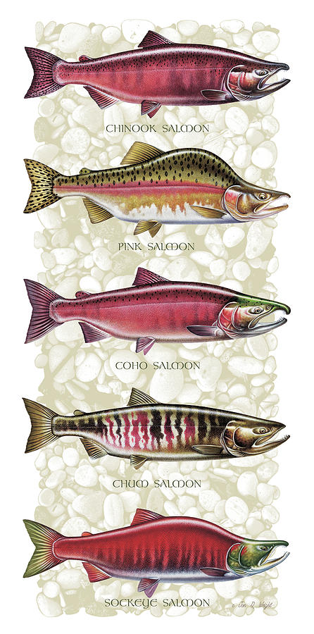 Five Salmon Species  Painting by JQ Licensing
