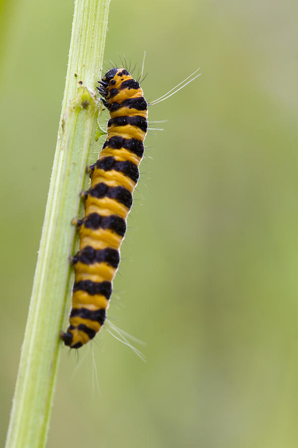 Five spot Burnet Caterpillar Photograph by Chris Smith