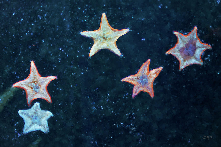 Five Starfish Photograph by David Gordon