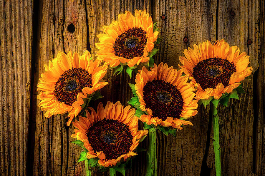 Five Sunflowers Against Wood Wall Photograph by Garry Gay
