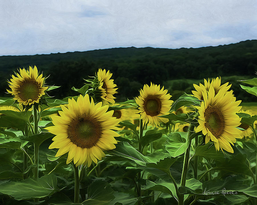Five Sunflowers Photograph by Louise Reeves