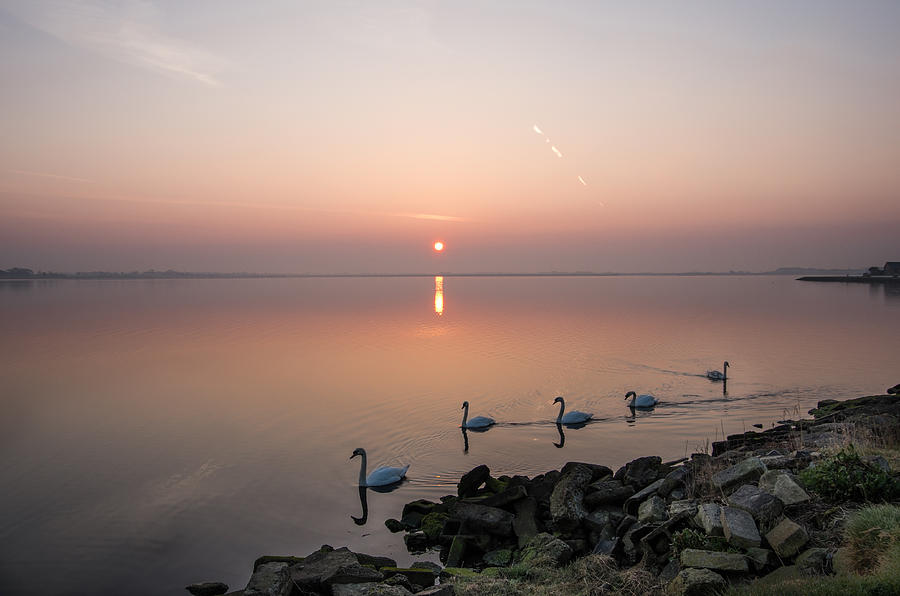 Five Swans at Dawn Photograph by Martina Fagan