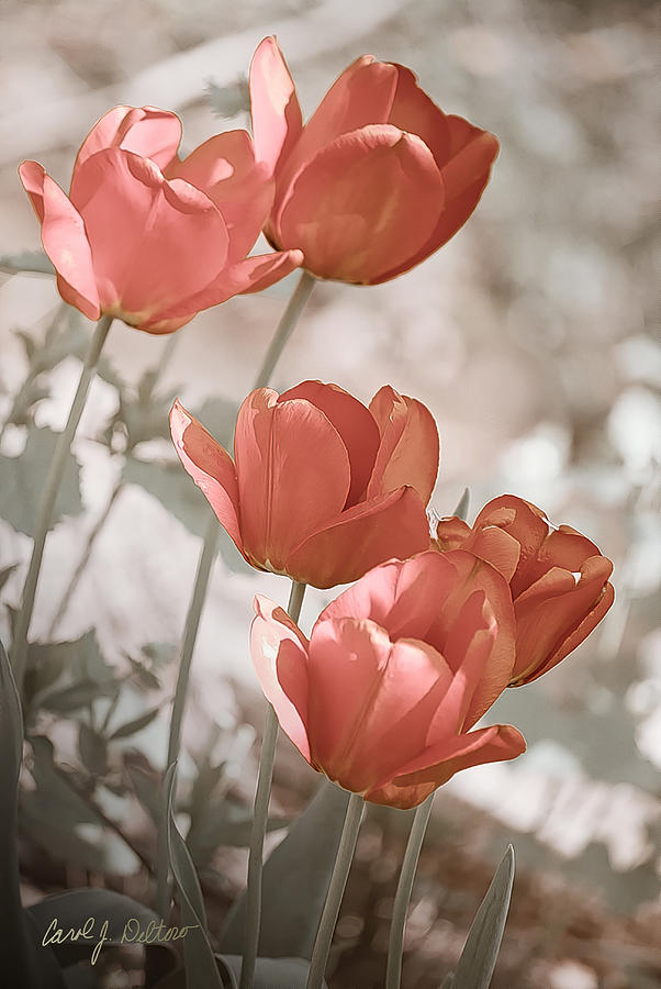 Five Tulips Photograph