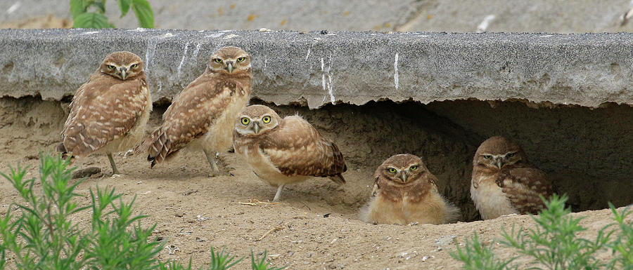 Owl Photograph - Five Urban Owls by Steve McKinzie