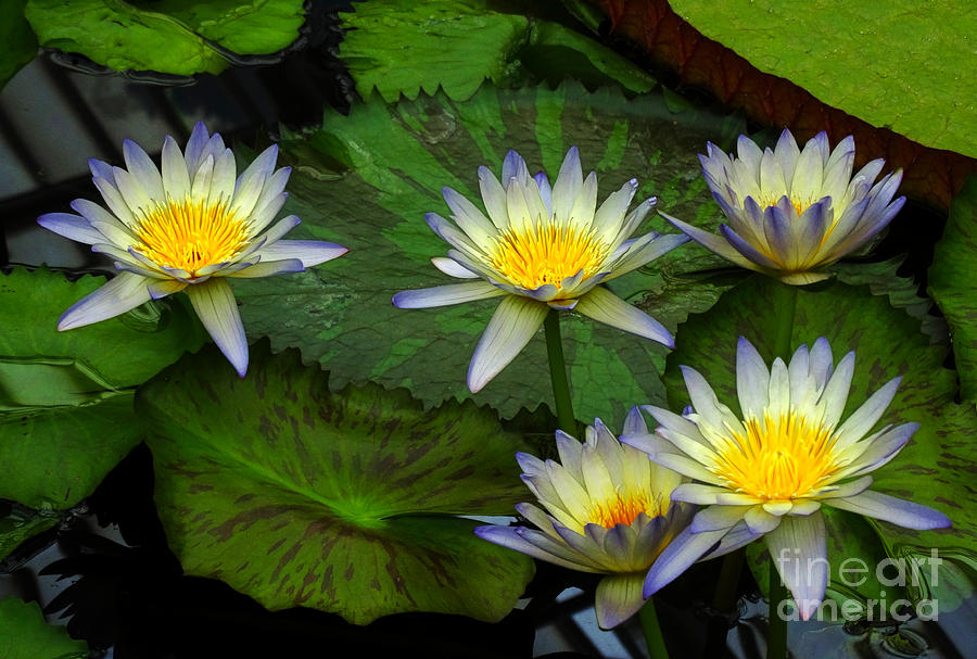Five Water Lilies Photograph by Judi Bagwell