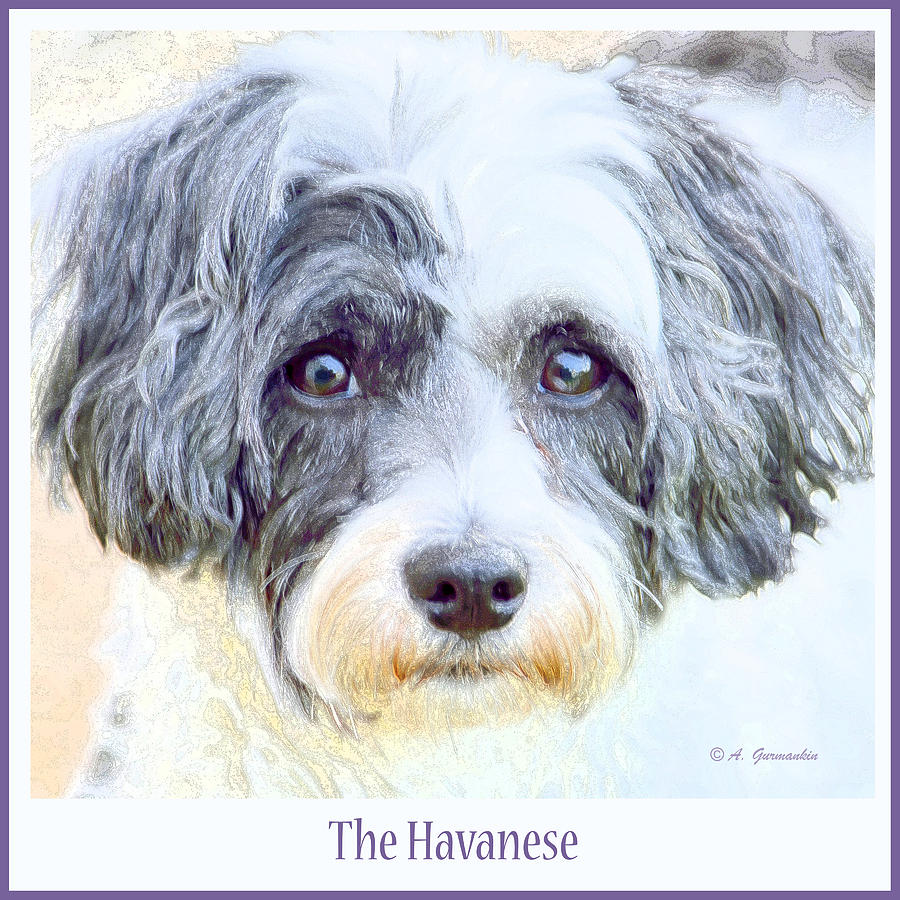 Download Five Year Old Havanese Dog Digital Art by A Gurmankin