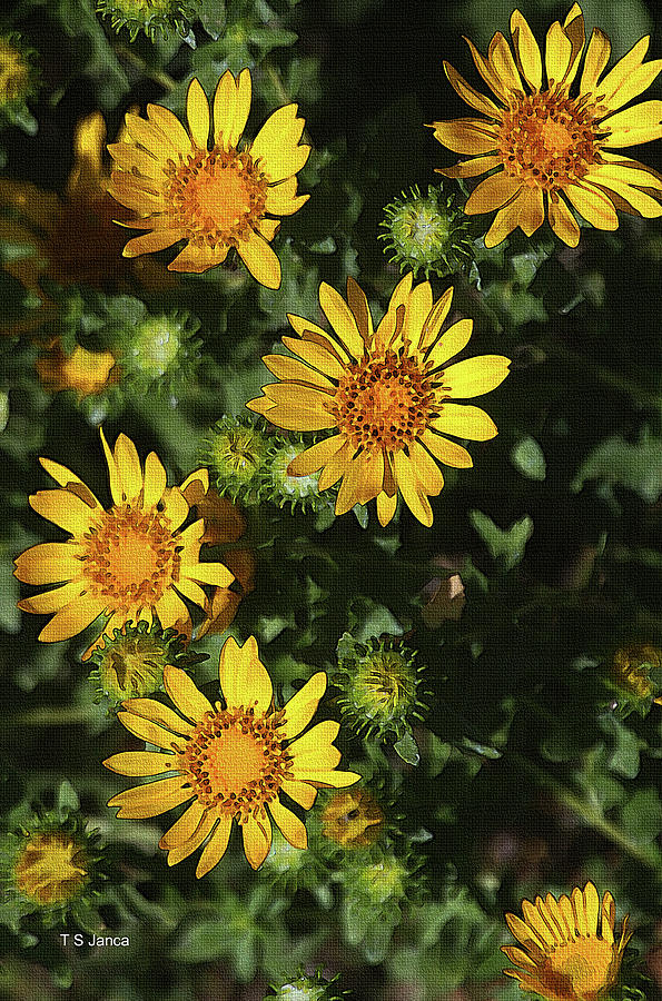 Five Yellow Flowers  Digital Art by Tom Janca