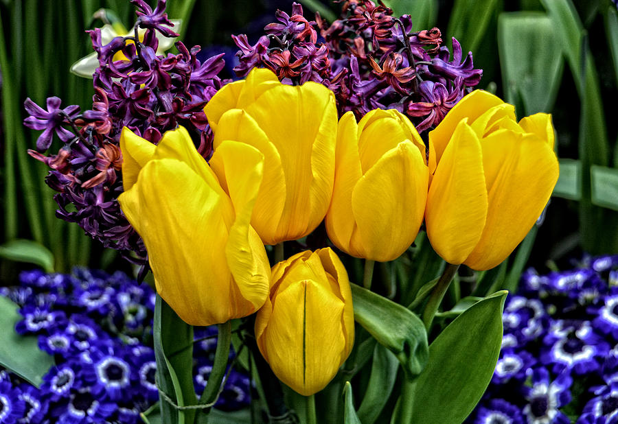 Spring Photograph - Five Yellow Tulips by Mike Martin