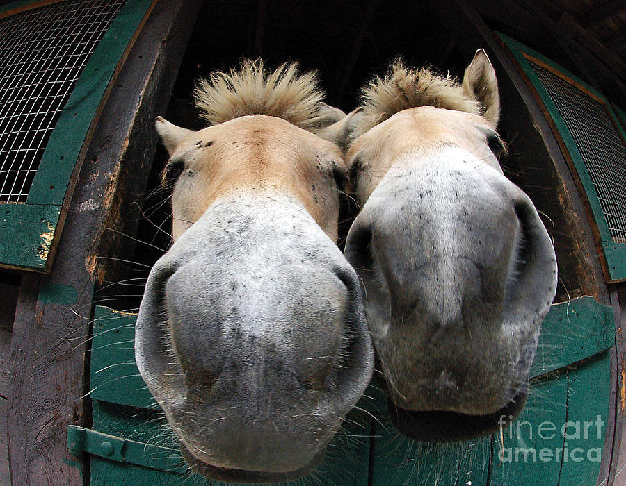 Fjord Horse Noses Photograph by Carien Schippers - Pixels