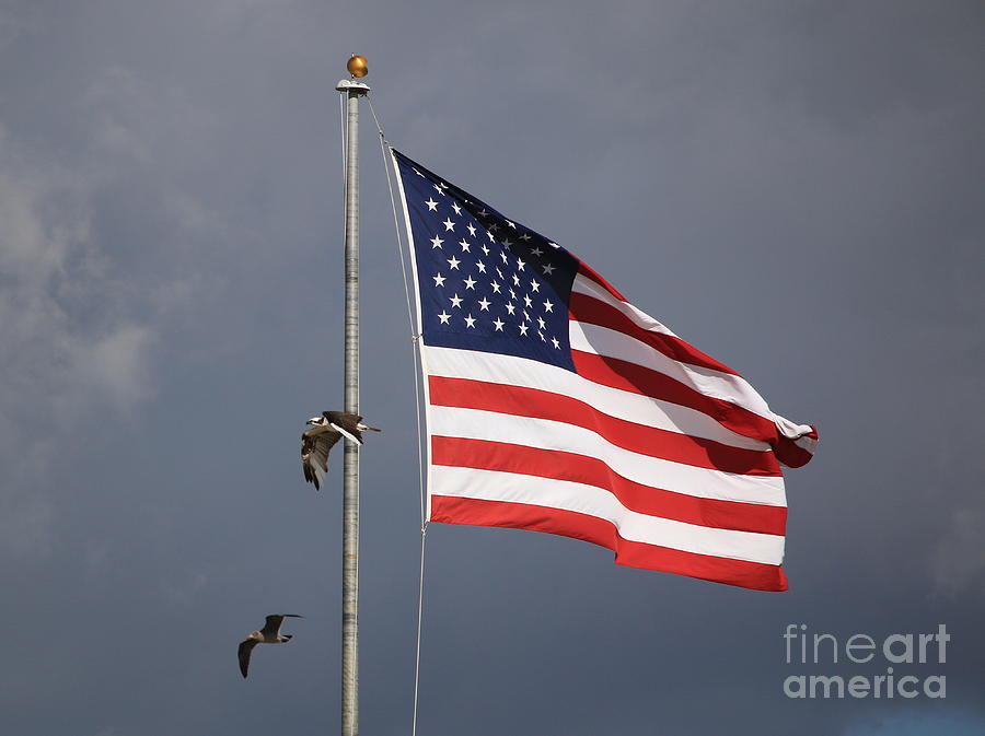 Flag Fly By Photograph by Craig Corwin Fine Art America