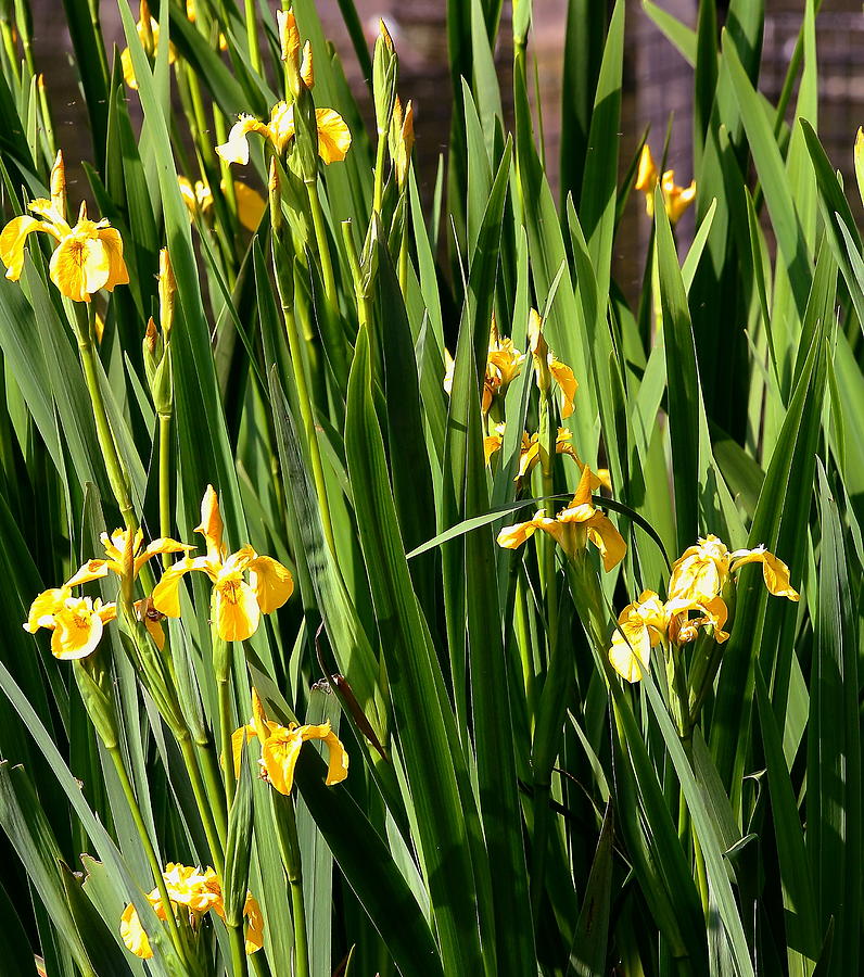 Flag Iris Photograph