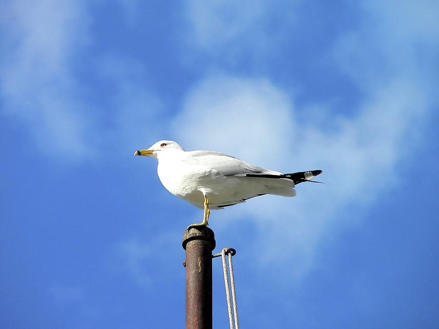 Seagull Photograph - Flagpole Gull by Al Powell Photography USA