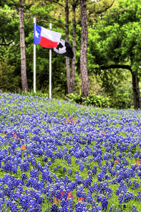Flags And Bluebonnets Photograph by JC Findley