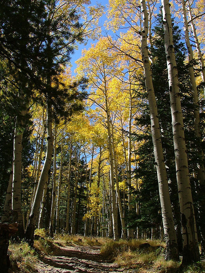 Flagstaff Aspens 790 Photograph by Mary Dove