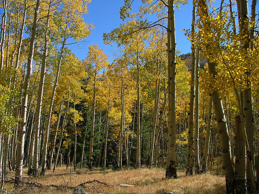 Flagstaff Aspens 795 Photograph by Mary Dove