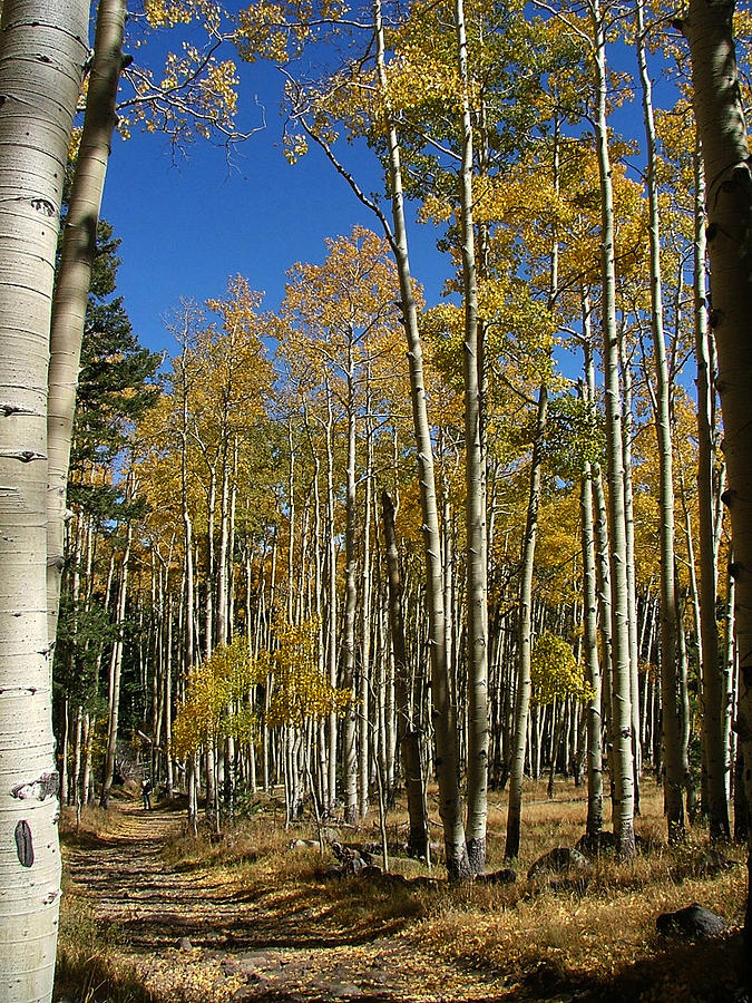 Flagstaff Aspens 799 Photograph by Mary Dove