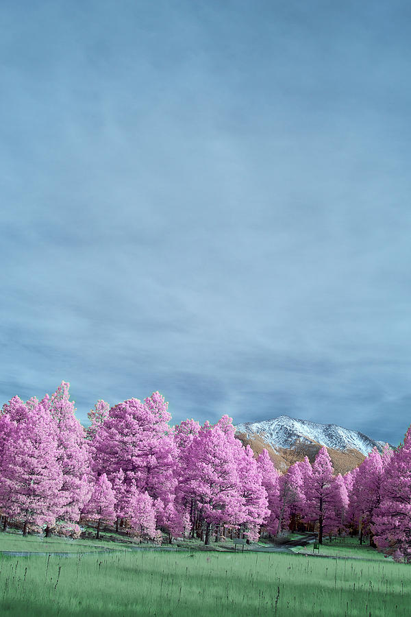 Flagstaff Fairy Forest Photograph by Jon Glaser