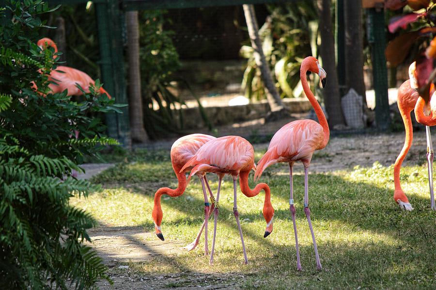 Flamingo Photograph - Flamago Twins  by Joseph Caban