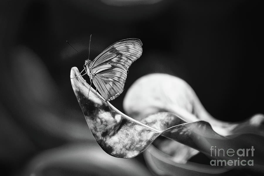 Flambeau Butterfly Black And White Photograph by Sharon McConnell