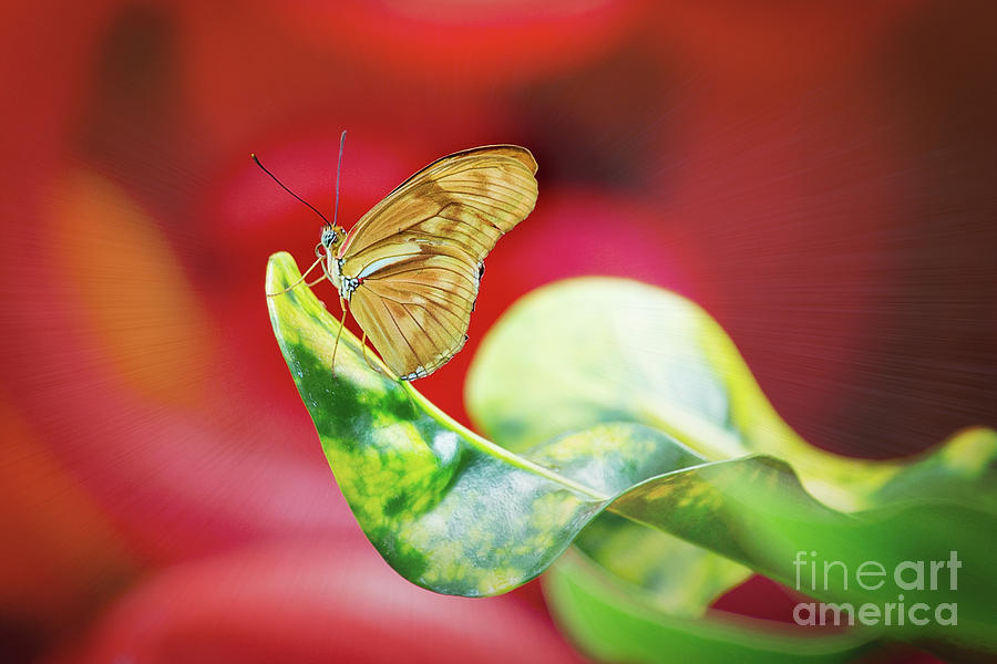 Flambeau Butterfly Colorful Photograph by Sharon McConnell