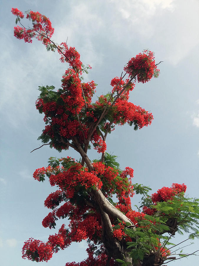 Flamboyan Tree Branch Digital Art by Carlos Laster