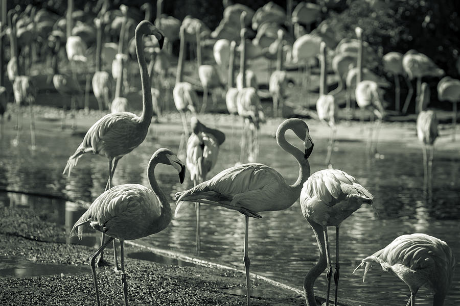 Bird Photograph - Flamboyance of Flamingos by Jason Moynihan