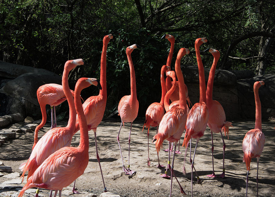 Flamboyance Of Flamingos Photograph by JG Thompson Pixels