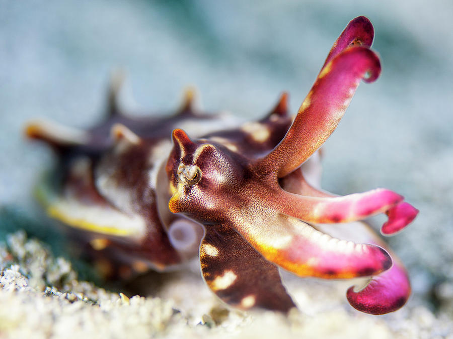 Flamboyant Cuttlefish Photograph