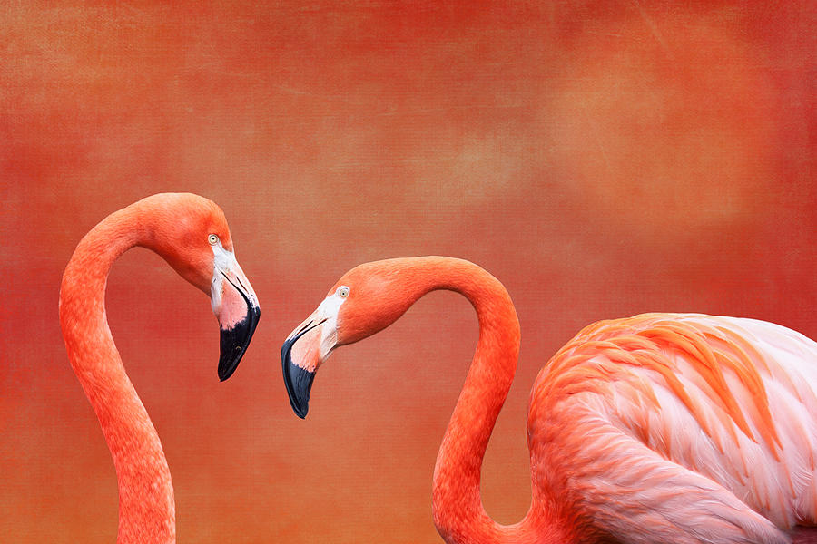 Flamingo Photograph - Flamboyant Flamingos by Tom Mc Nemar