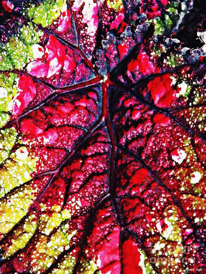 Nature Photograph - Flamboyant Leaf 2 by Sarah Loft