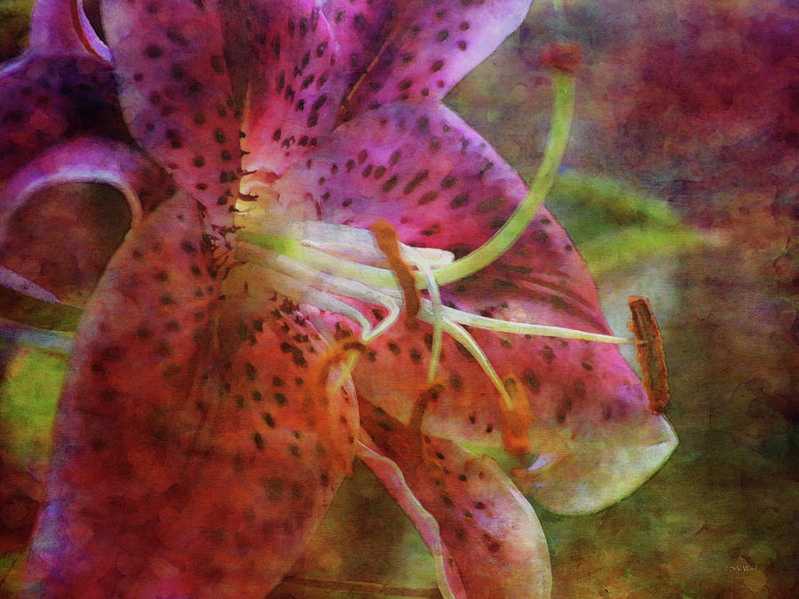 Flamboyant Lily 3762 IDP_2 Photograph by Steven Ward