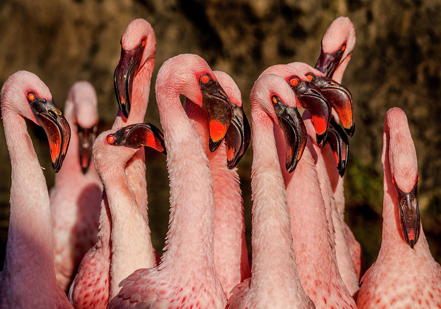 Flamboyant+pink+flamingos+are+popping+up+on+the+East+Coast%2C+Hamptons+and+Cape+Cod