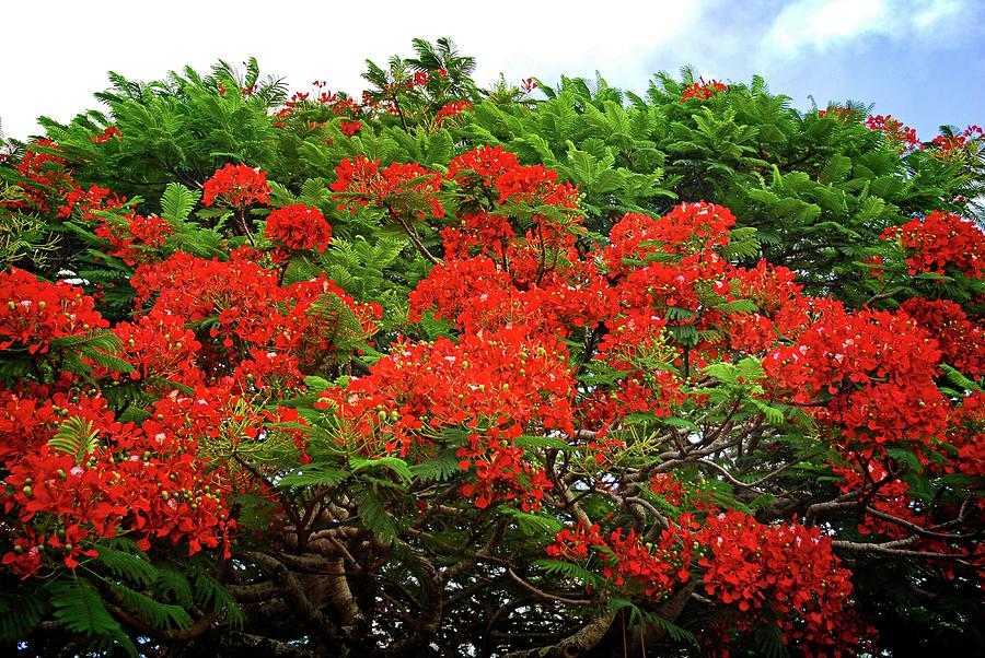Flamboyant Royal Poinciana Tree in Kauai Photograph by Lynn Bauer