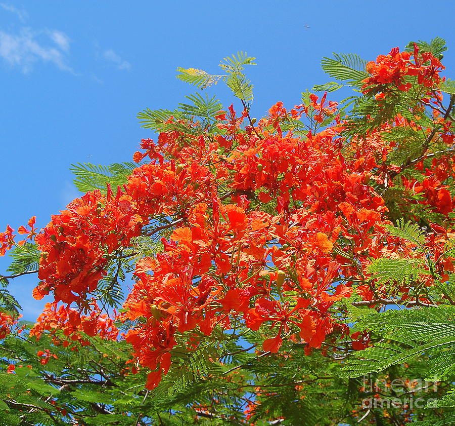 Flamboyant Tree Photograph by Agnes Lankus